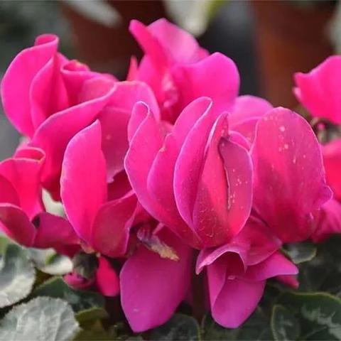 猪是什么五行(猪属什么五行属性)