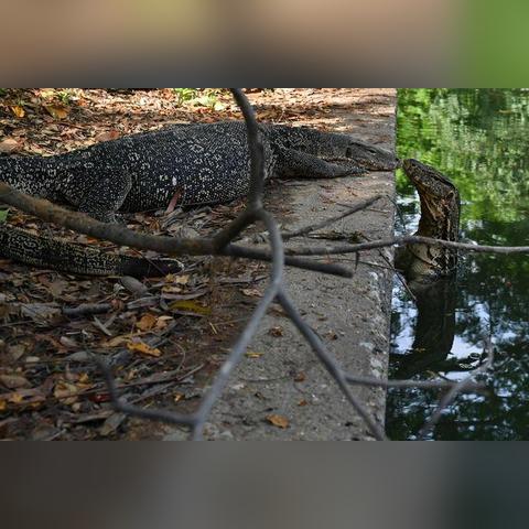 吃鱼泰国电影免费观看的长尾关键词有哪些