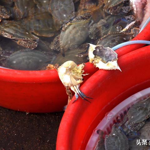 怎么炝蟹子