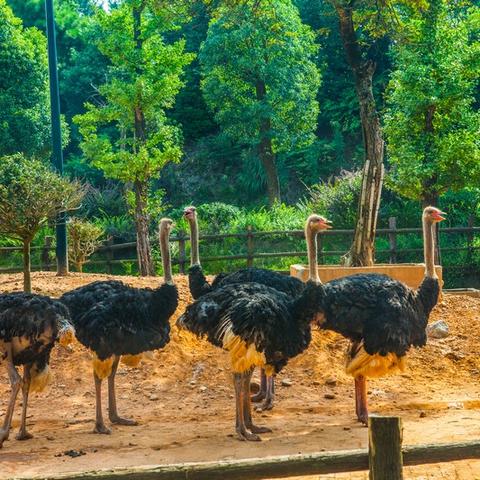 中铁十五局离长沙生态动物园有多远？