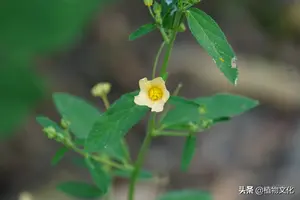 黄花稔属 头条搜索