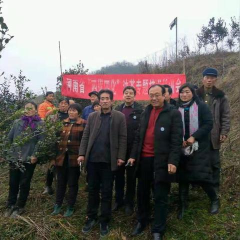 河南的油茶怎么样