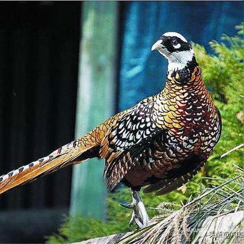 青岛天气预报1周的长尾关键词有哪些