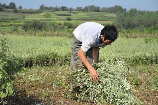 农村土地不种粮食改种草，5年前一亩地挣3000块，如今还能赚钱吗？