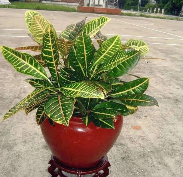 办公室桌子上放绿植的说说