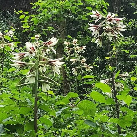 8月27号成都限什么号