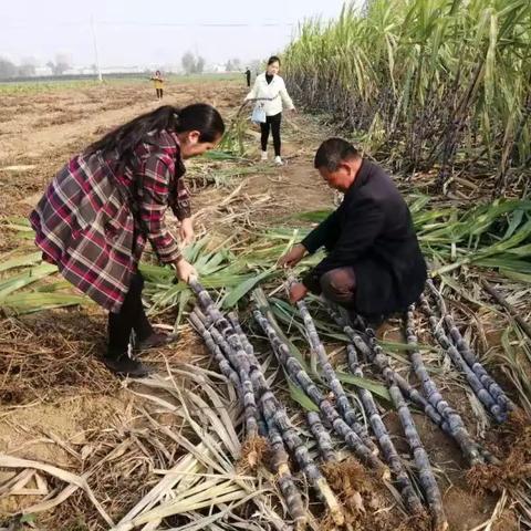 南阳市和沈阳市哪个大些