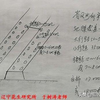 河南南部种什么花生种