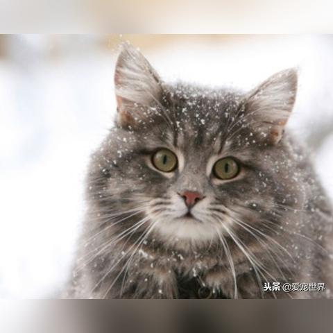 厦门西伯利亚森林猫舍的相关长尾关键词有哪些