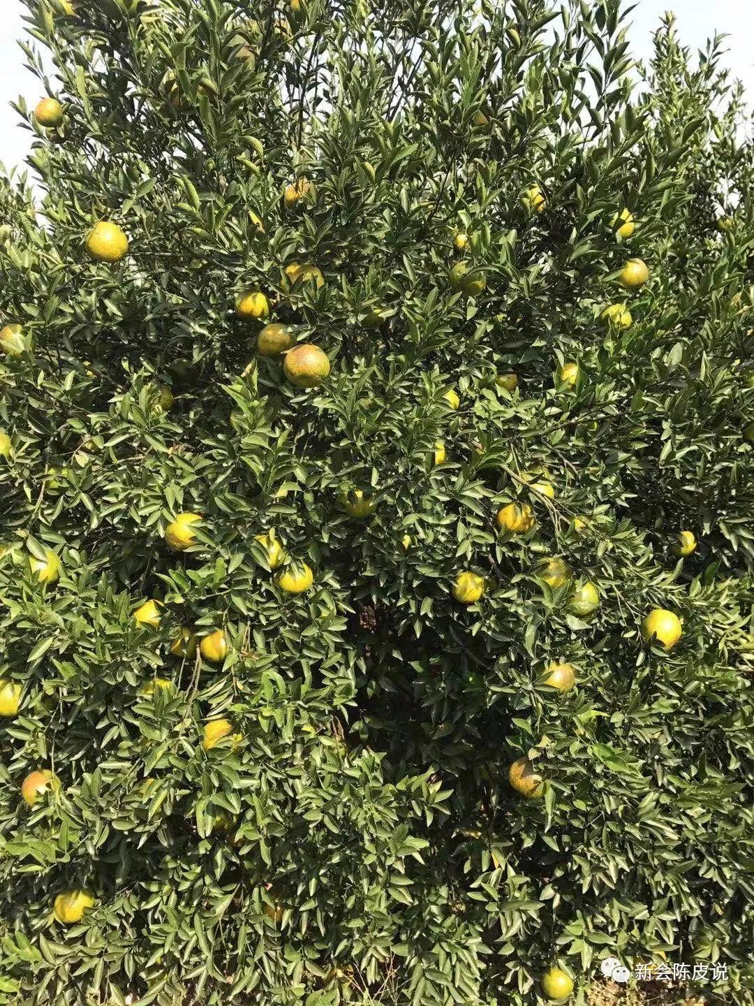 新會柑柑橘種植手藝_廣東新會柑樹修剪手藝