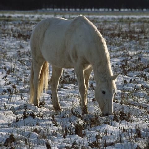 瘦马是什么意思