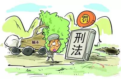 红豆杉图片