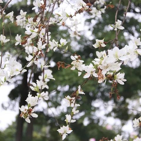 厦门市区去哪里赏花