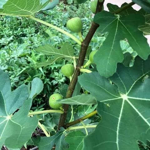 广州市开心果园电话多少