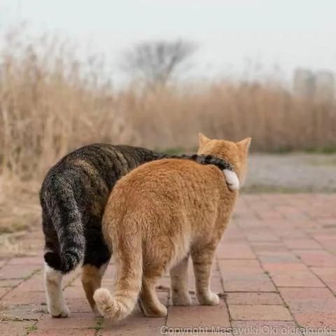 【天津流浪猫】长尾关键词有什么