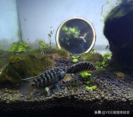 南美龙纹短鲷，好战型观赏鱼，国内冷门