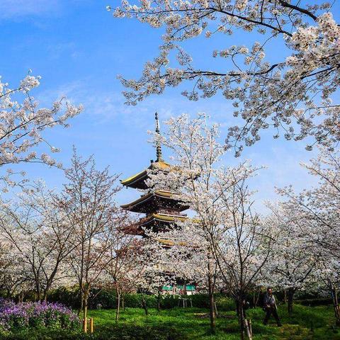 武汉市路边树是什么品种