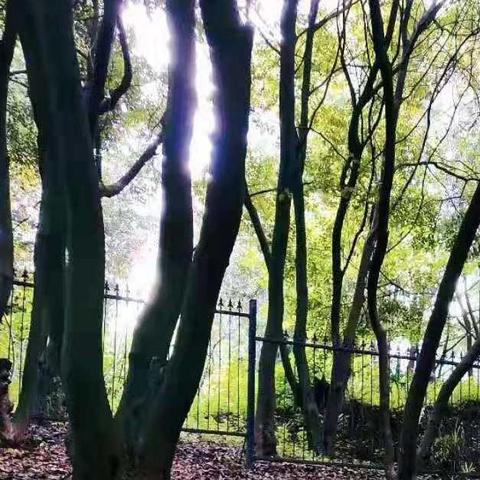 河南大雁养殖的相关长尾关键词有哪些