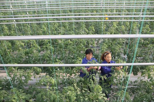 在农村有十万块钱可以选择以下两种行业，比打工强还能致富