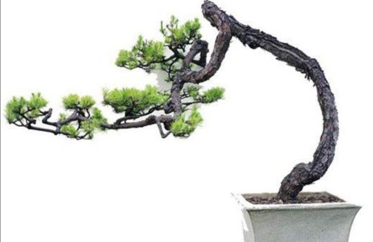 野外常见的“4种树”，树姿优美，苍劲古朴，制作盆景常用它
