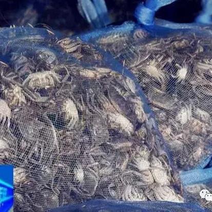 苏州市常熟市南湾大闸蟹