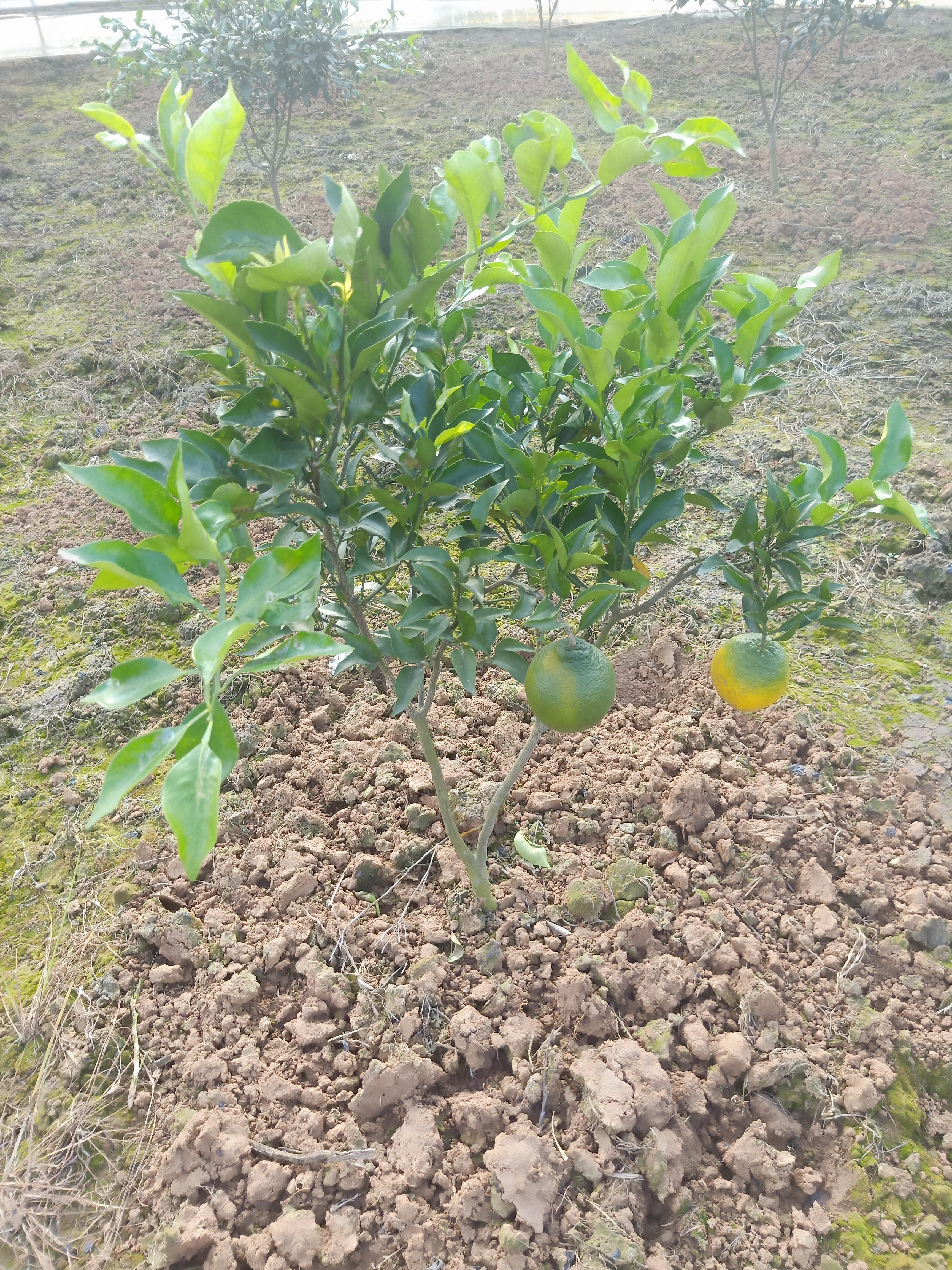 柑橘一月種植手藝_我在家種植了一棵橘子樹(shù)