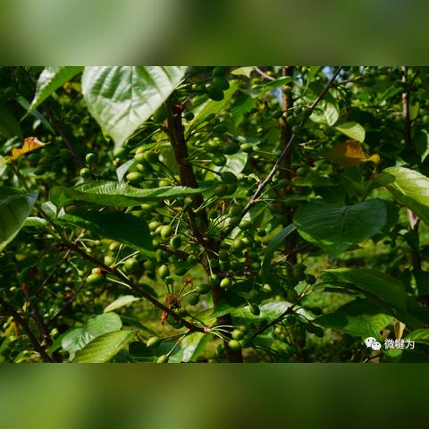 福建枇杷干怎么样
