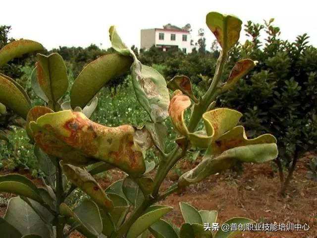 四月份柑橘病蟲(chóng)害防治_柑橘灰霉病的更佳防治辦法