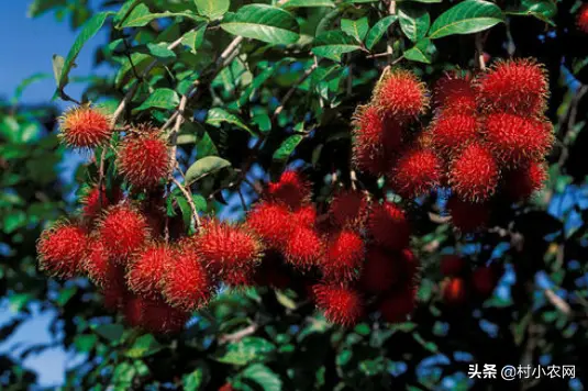 生命树教育怎么赚钱 搞教育赚钱吗