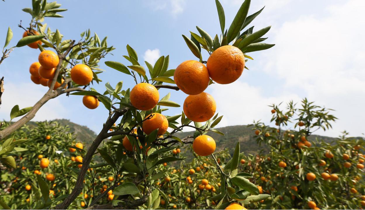 柑橘栽培技术的要点（龙之道柑桔种植方法）