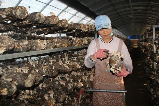头条|中国妇基会在靖远县调研“母亲创业循环金”项目白银市妇联3天前