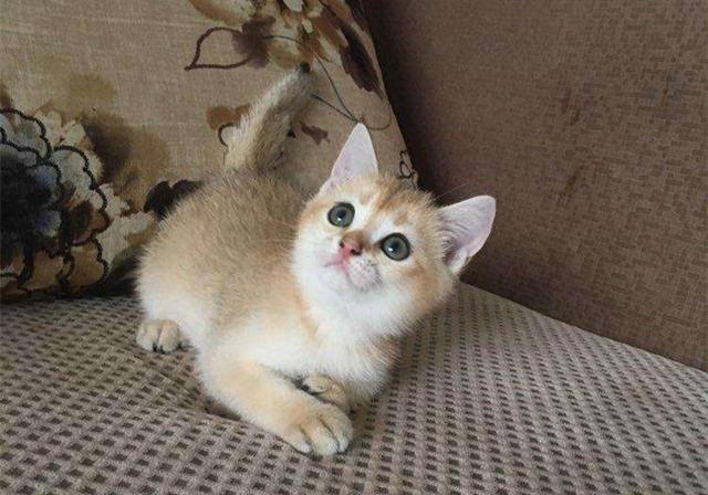 宝宝换奶不适应怎么办