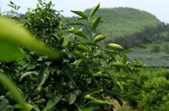 柑橘種植手藝參數(shù)_柑橘的種植間隔要多遠才行