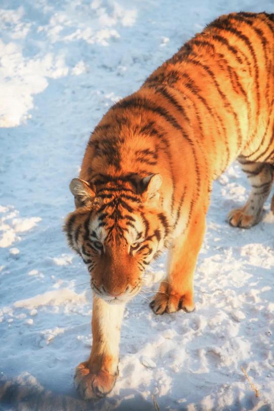 2020的年末，真的不要再错过这个搞笑又美丽的东北雪季了