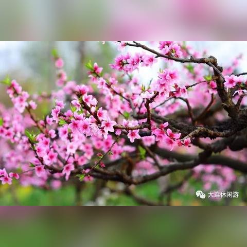 大连市的桃花什么时候开
