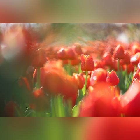 石家庄市方圆多大的长尾关键词有什么