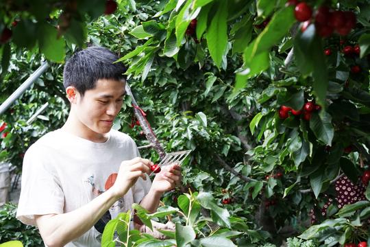 别人家的社会实践！山大学生网上帮果农卖樱桃，还挣了40万！