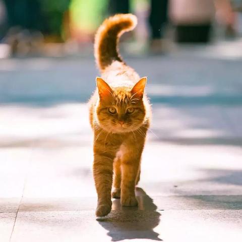 成都市 大橘火锅的长尾关键词有什么