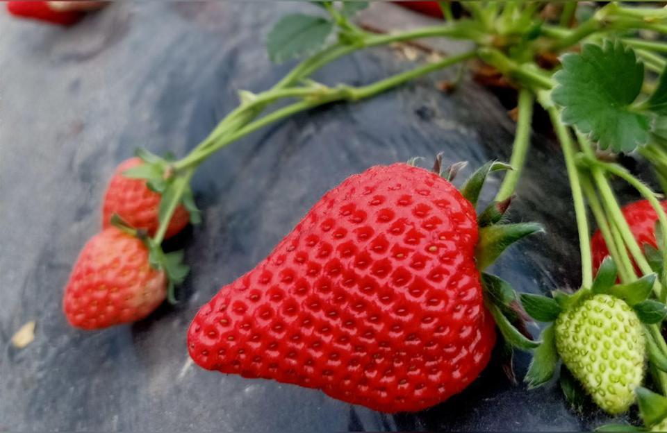 如何种植草莓