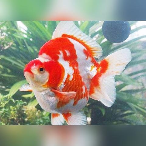 合肥长寿村相关长尾关键词有哪些