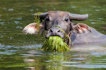 老牛吃嫩草的表情包搞笑gif