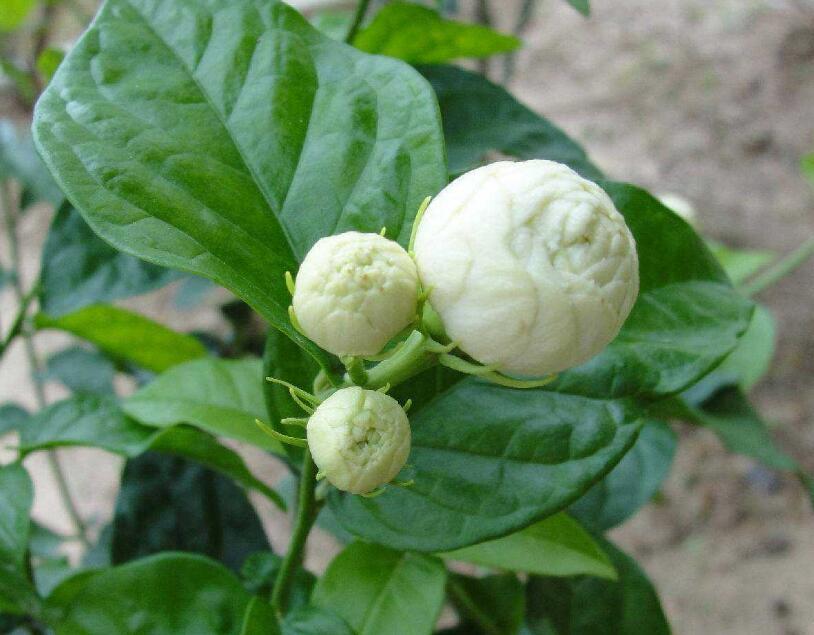 虎头茉莉花的养殖方法,种虎头茉莉花老叶需要修剪吗?