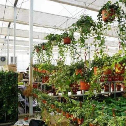 保定市明天哪里庙会