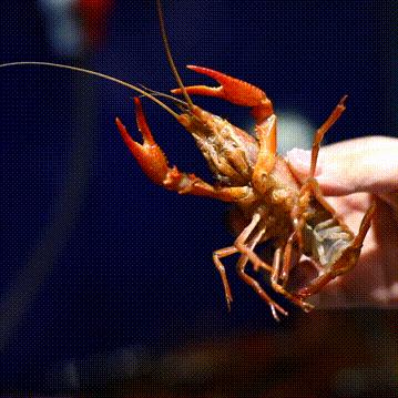 无锡市哪里能钓到龙虾