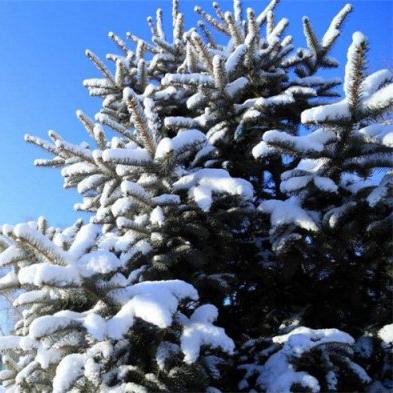 【哈尔滨未来15天天气预报】哈尔滨未来15天气情况查询