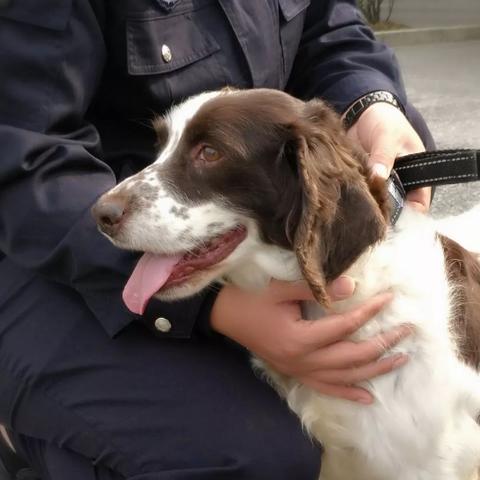 无锡市哪里有宠物领养