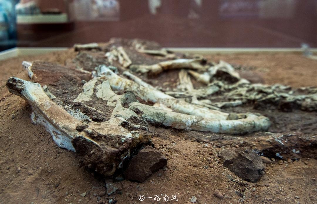 广东省博物馆恐龙展图片