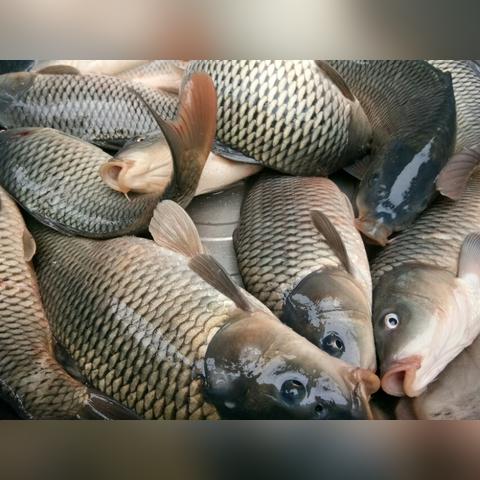 河南用什么钓鲤鱼最好