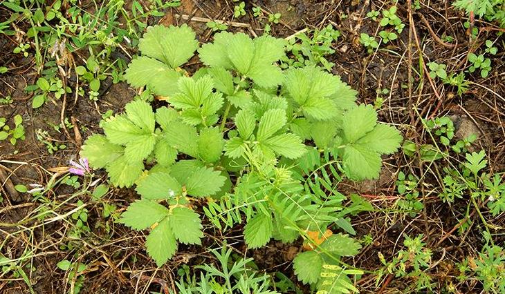 哪些草药适合家庭盆栽,请问我们这适合种植哪类草药?