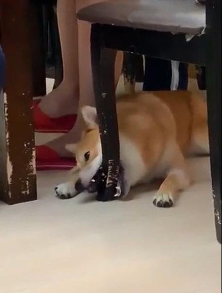 狗不能吃咸的东西吗